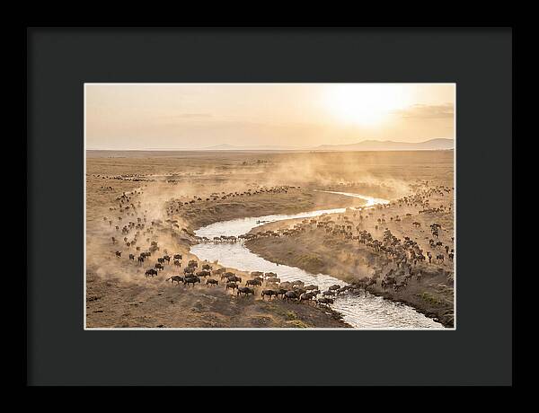 Wildebeest Migration At Dusk