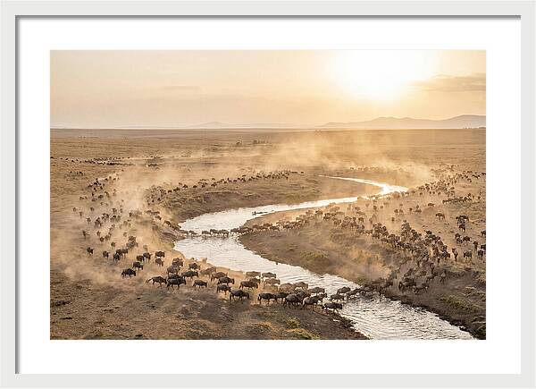 Wildebeest Migration At Dusk