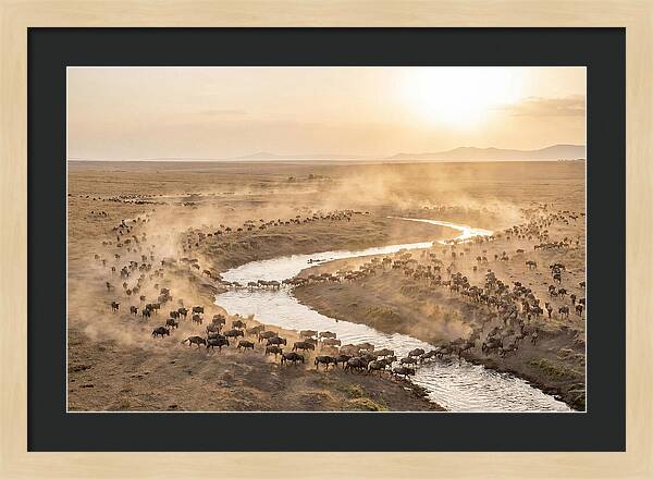 Wildebeest Migration At Dusk