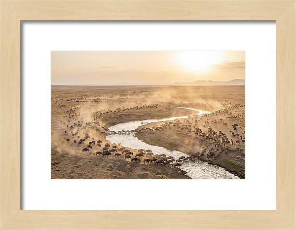 Wildebeest Migration At Dusk
