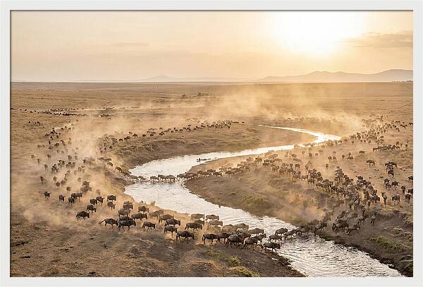 Wildebeest Migration At Dusk