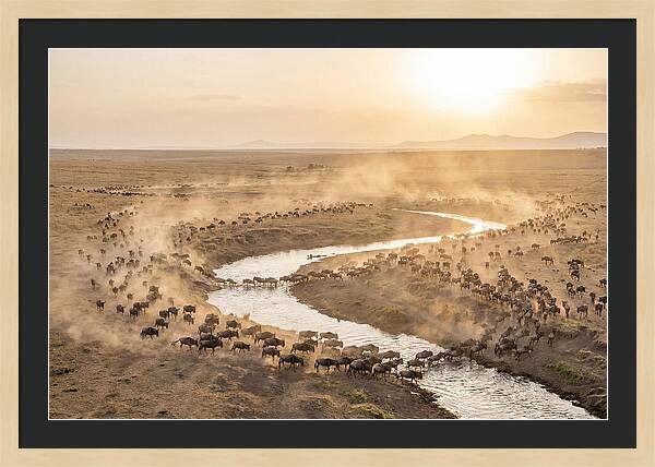 Wildebeest Migration At Dusk