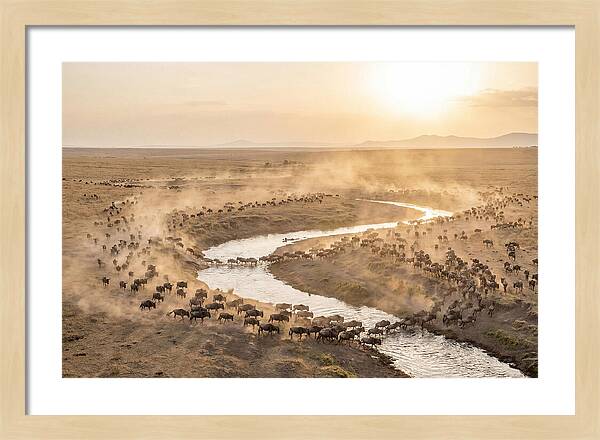 Wildebeest Migration At Dusk