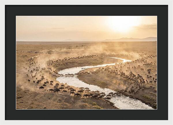 Wildebeest Migration At Dusk
