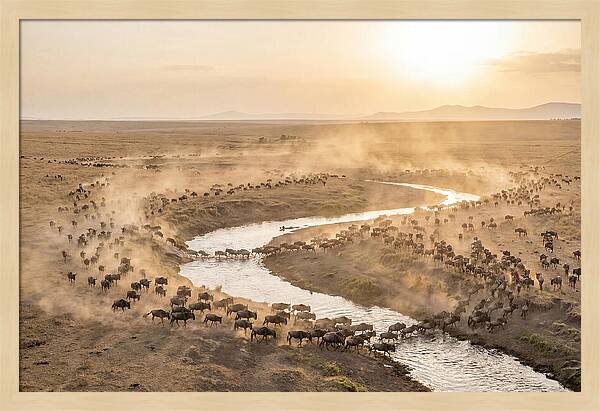 Wildebeest Migration At Dusk