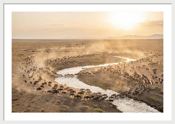 Wildebeest Migration At Dusk