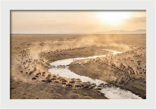 Wildebeest Migration At Dusk