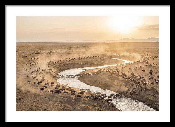 Wildebeest Migration At Dusk