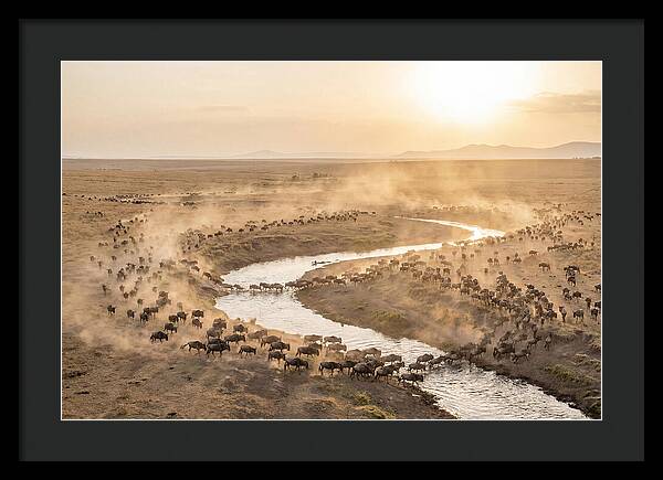 Wildebeest Migration At Dusk