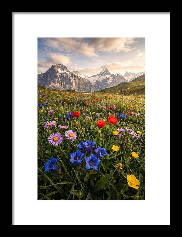 Wildflower Alpine Bliss