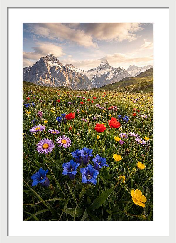 Wildflower Alpine Bliss