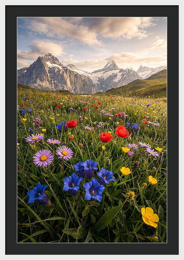 Wildflower Alpine Bliss