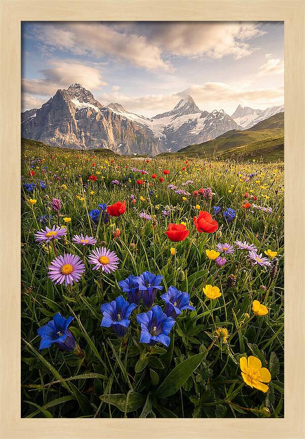 Wildflower Alpine Bliss