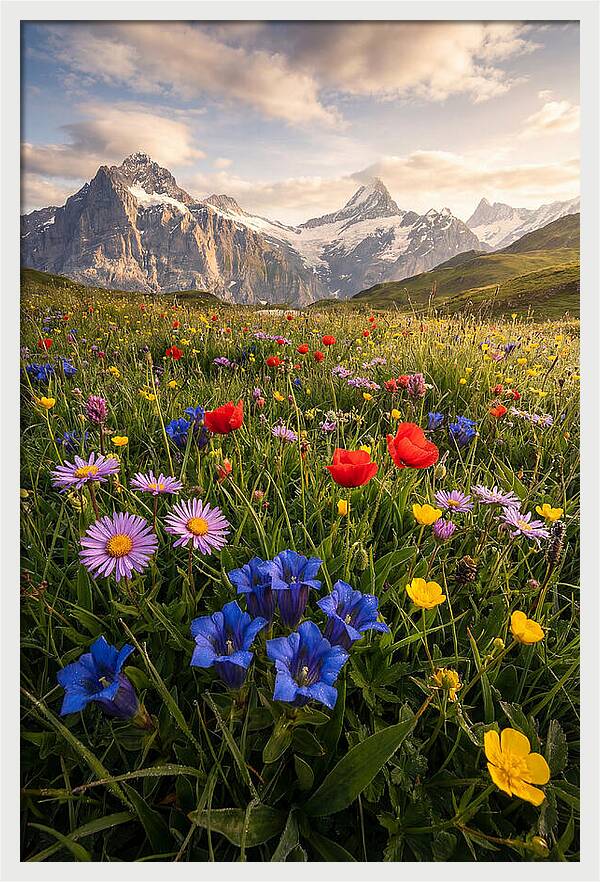 Wildflower Alpine Bliss