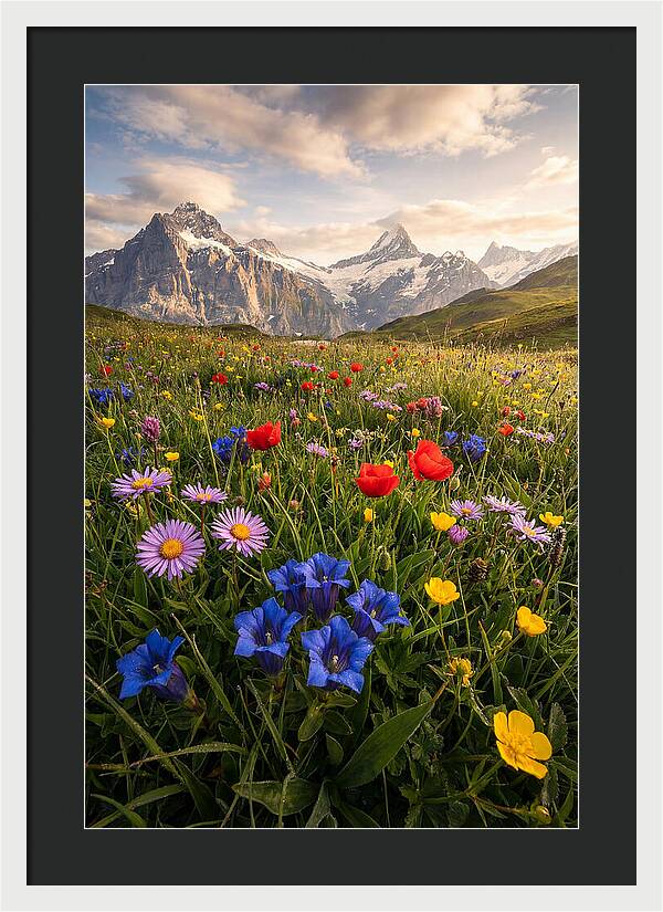 Wildflower Alpine Bliss