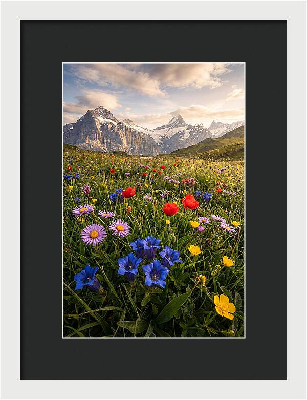Wildflower Alpine Bliss