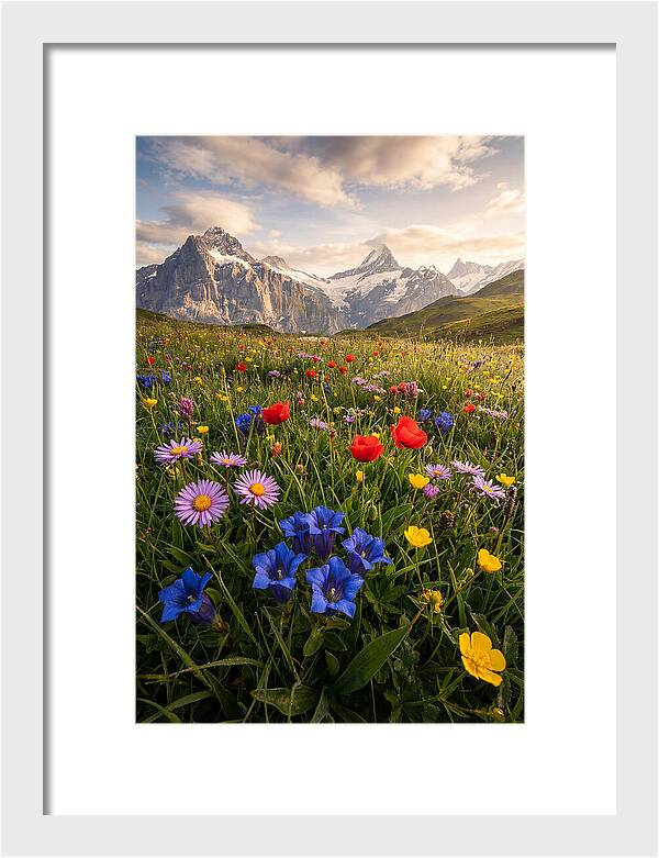 Wildflower Alpine Bliss