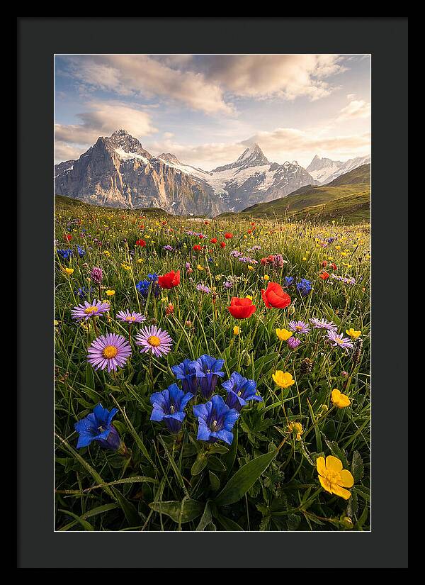 Wildflower Alpine Bliss