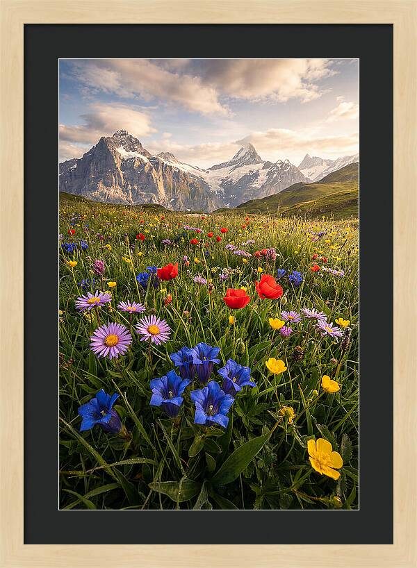 Wildflower Alpine Bliss