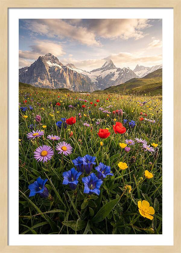 Wildflower Alpine Bliss