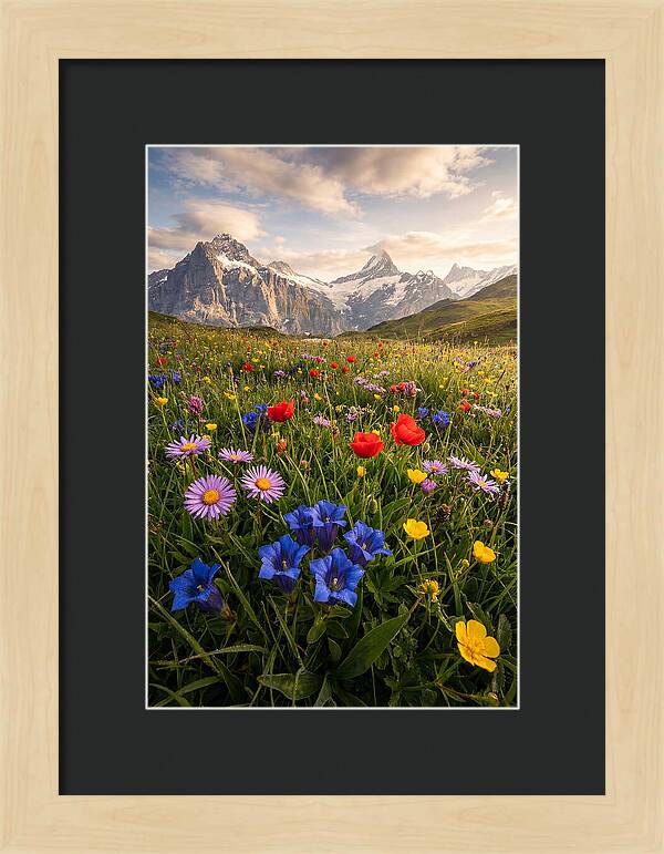 Wildflower Alpine Bliss