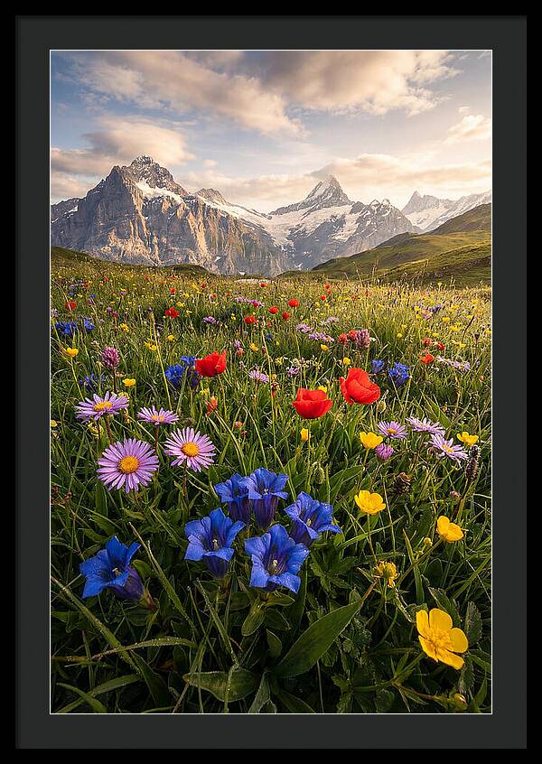 Wildflower Alpine Bliss