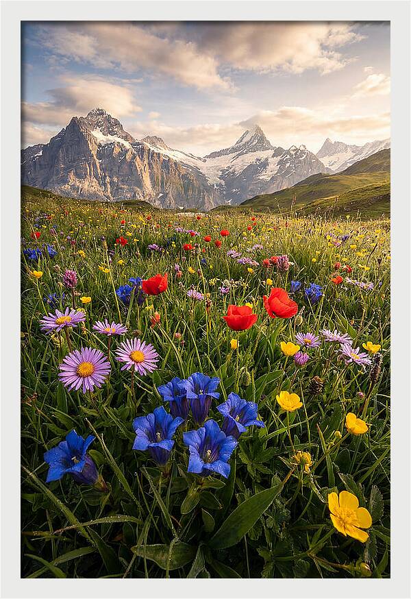 Wildflower Alpine Bliss