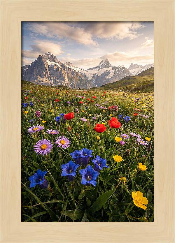 Wildflower Alpine Bliss