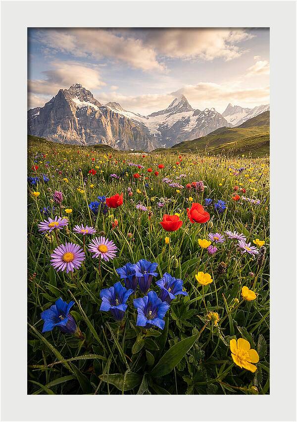 Wildflower Alpine Bliss