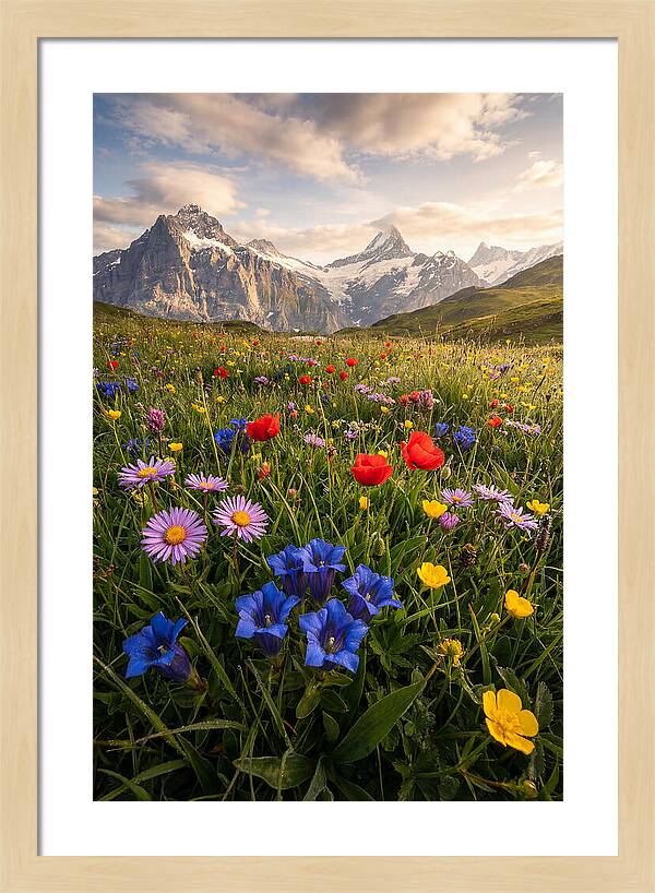 Wildflower Alpine Bliss
