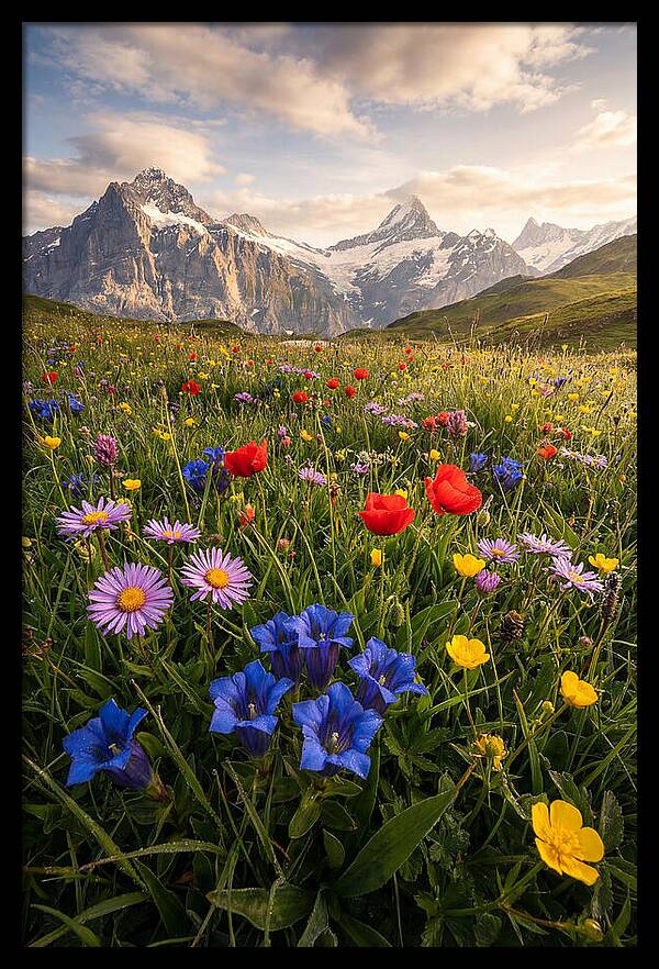 Wildflower Alpine Bliss