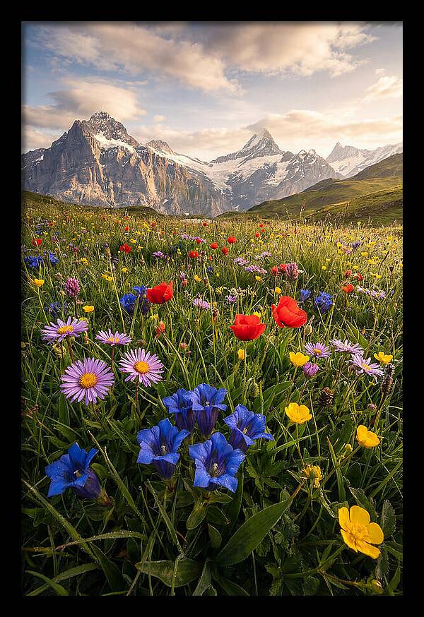 Wildflower Alpine Bliss