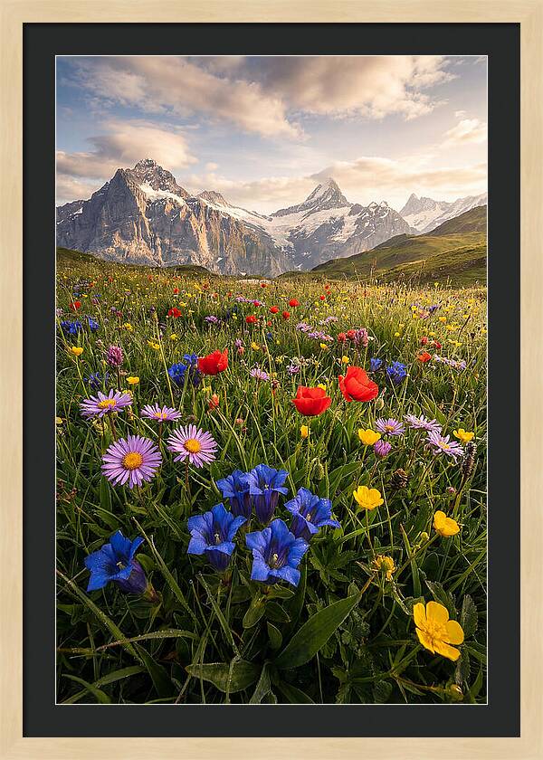 Wildflower Alpine Bliss