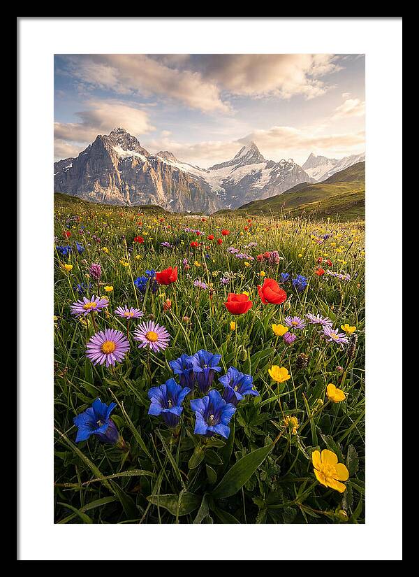 Wildflower Alpine Bliss
