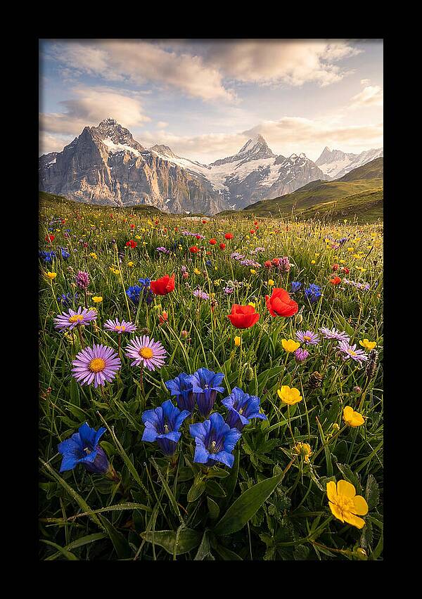 Wildflower Alpine Bliss
