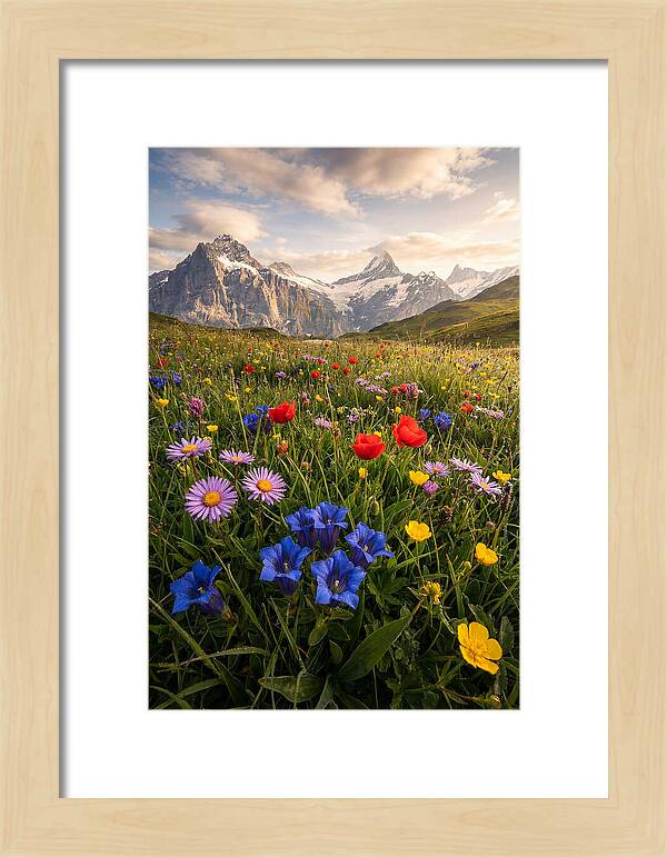 Wildflower Alpine Bliss