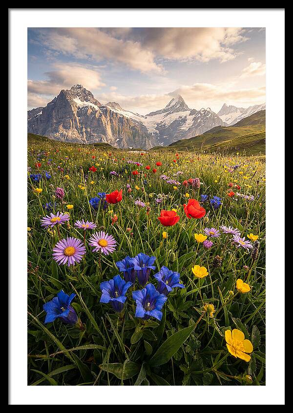 Wildflower Alpine Bliss
