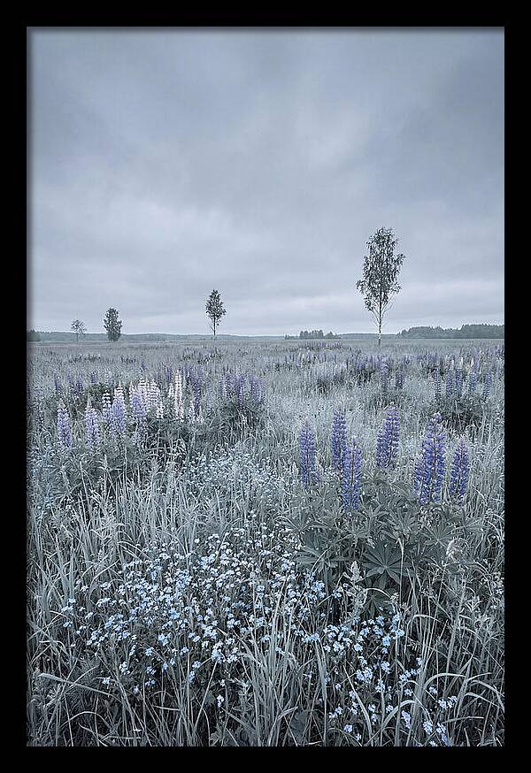 Wildflower Meadow In Full Bloom