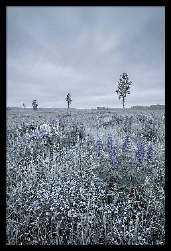 Wildflower Meadow In Full Bloom