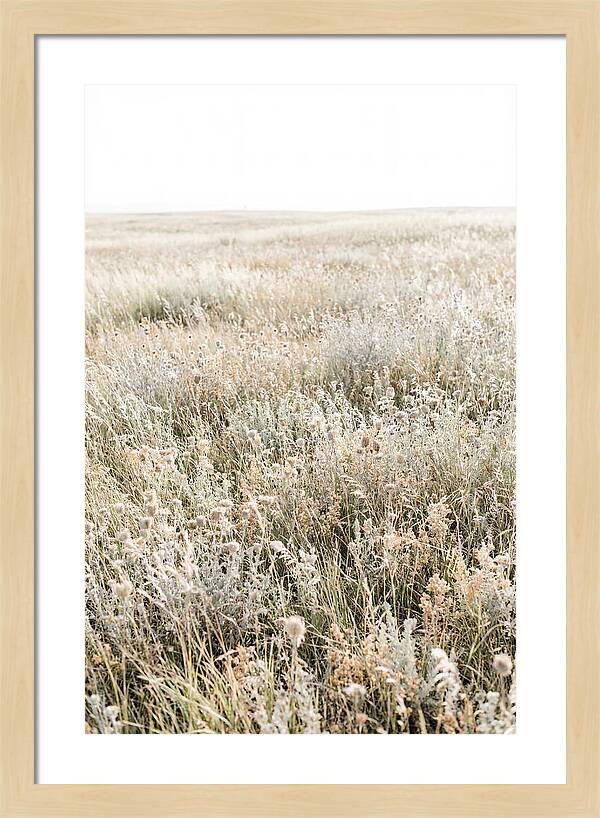 Wildflower Meadow Swaying In Breeze