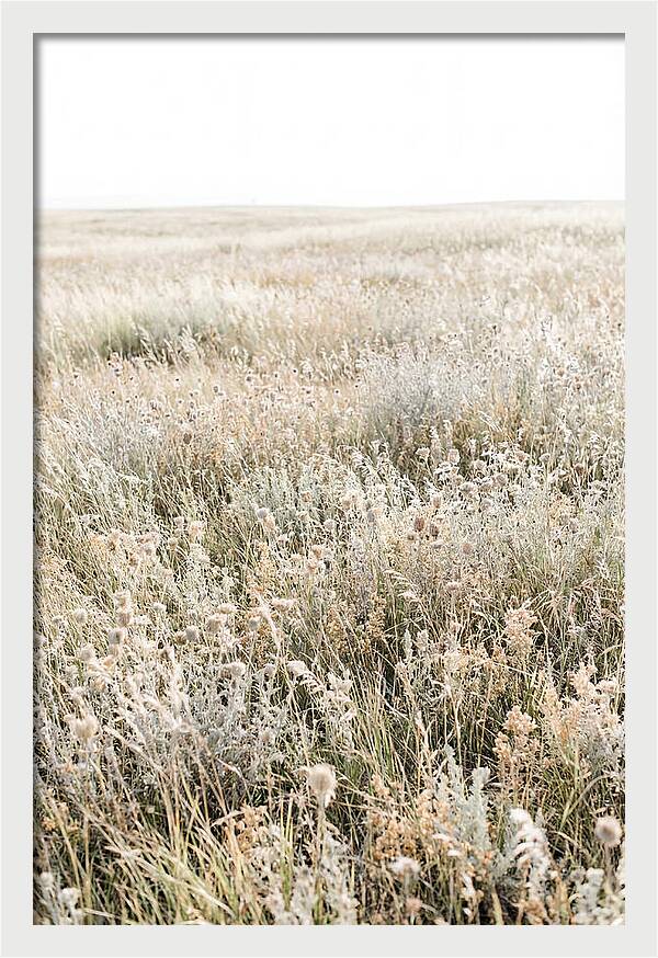 Wildflower Meadow Swaying In Breeze