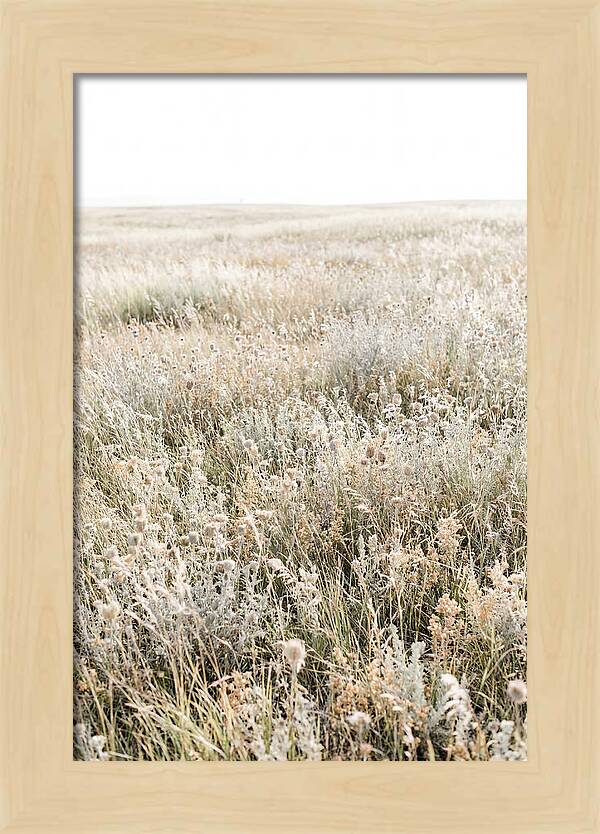 Wildflower Meadow Swaying In Breeze