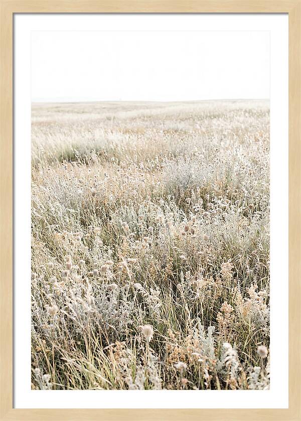 Wildflower Meadow Swaying In Breeze