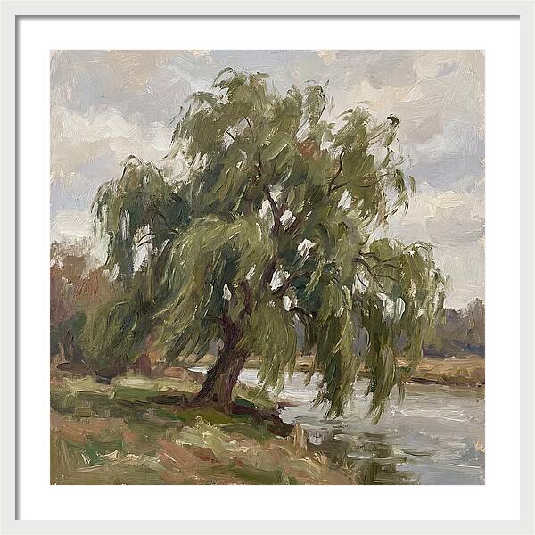 Willow Tree By The River