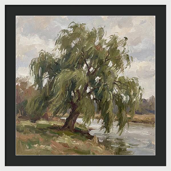 Willow Tree By The River