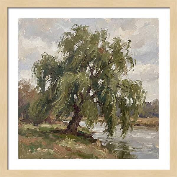 Willow Tree By The River