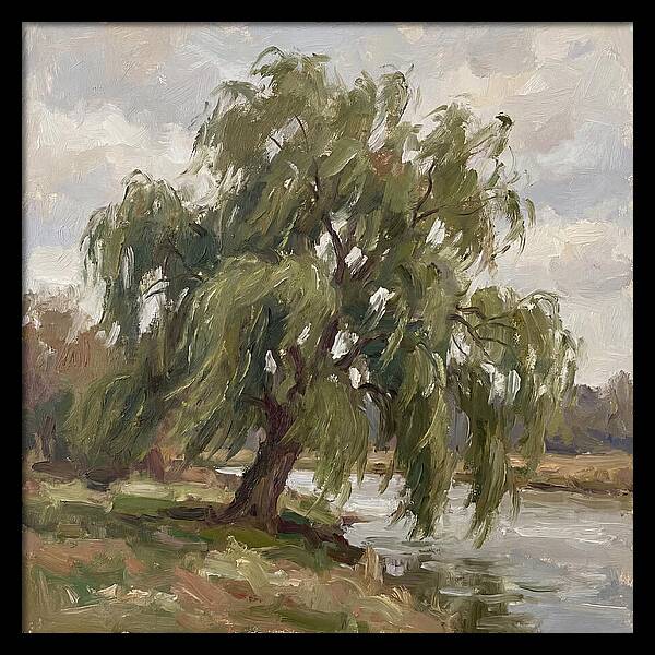 Willow Tree By The River