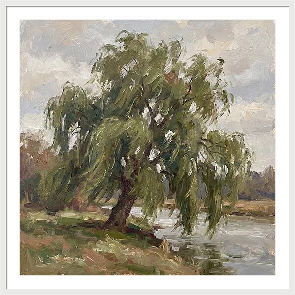 Willow Tree By The River