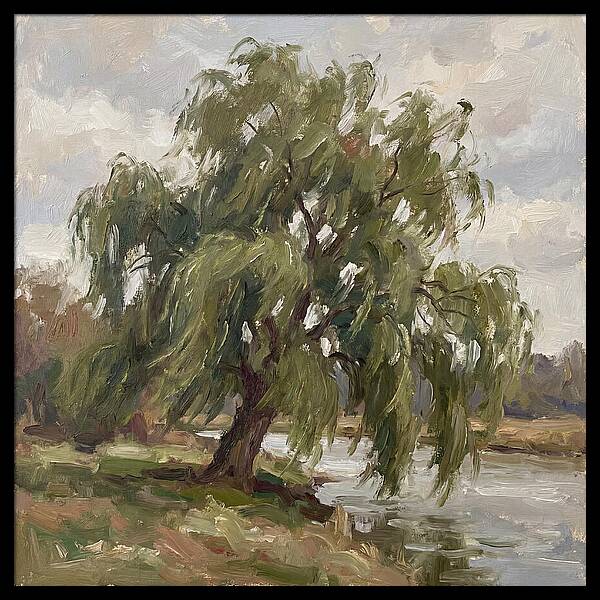 Willow Tree By The River