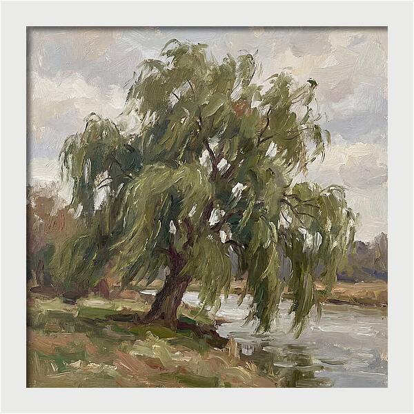 Willow Tree By The River